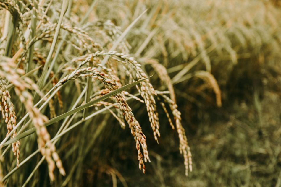 Analisi chimica di diversi cereali per inoculo: riso, segale, orzo –  uale ha il miglior rapporto C:N?